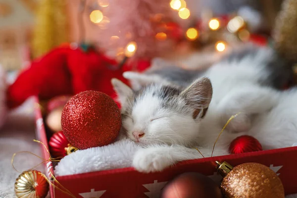 Gatinho Bonito Dormindo Aconchegante Chapéu Papai Noel Com Ornamentos Vermelhos — Fotografia de Stock