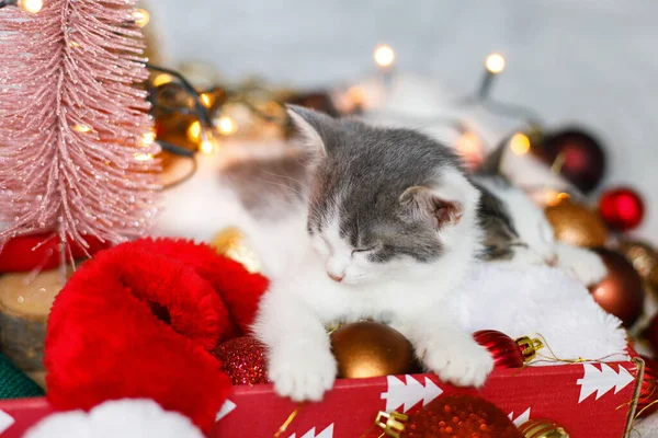 Boas Festas Gatinho Bonito Dormindo Aconchegante Chapéu Papai Noel Com — Fotografia de Stock