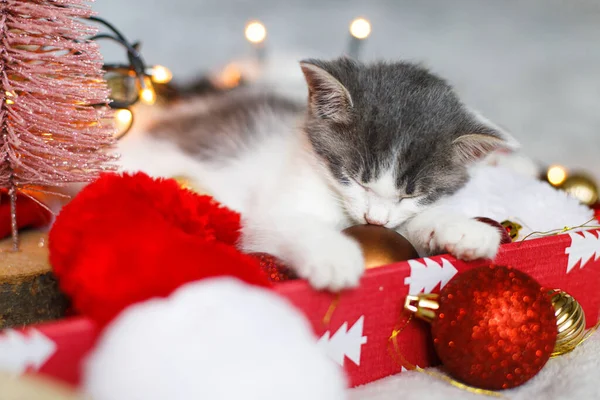 Gatinho Bonito Dormindo Aconchegante Chapéu Papai Noel Com Ornamentos Vermelhos — Fotografia de Stock