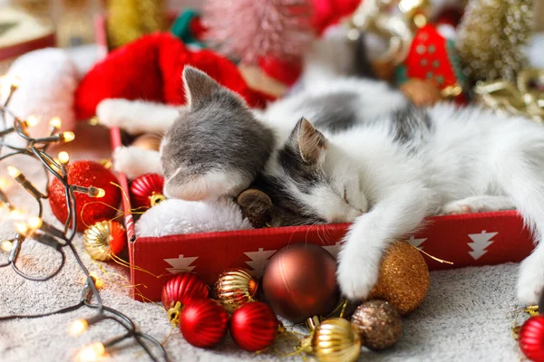 Gatinhos Bonitos Dormindo Chapéu Papai Noel Com Ornamentos Vermelhos Dourados — Fotografia de Stock