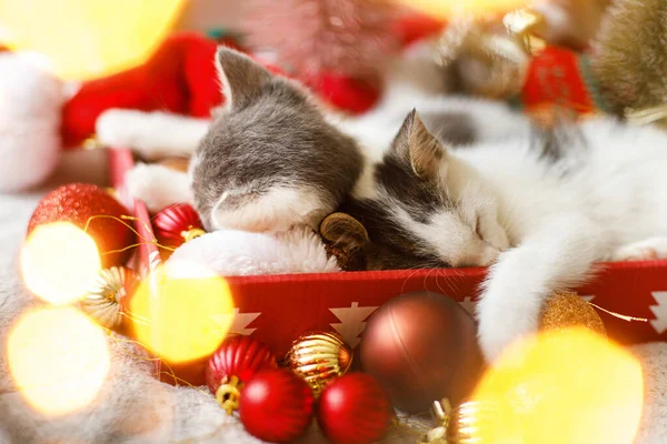 Adoráveis Dois Gatinhos Dormindo Chapéu Papai Noel Com Bugigangas Vermelhas — Fotografia de Stock