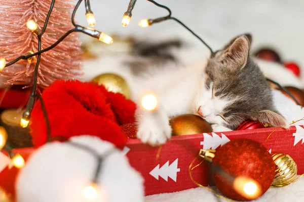 Niedliche Kätzchen Schlafen Auf Gemütlichen Weihnachtsmann Hut Mit Roten Und — Stockfoto