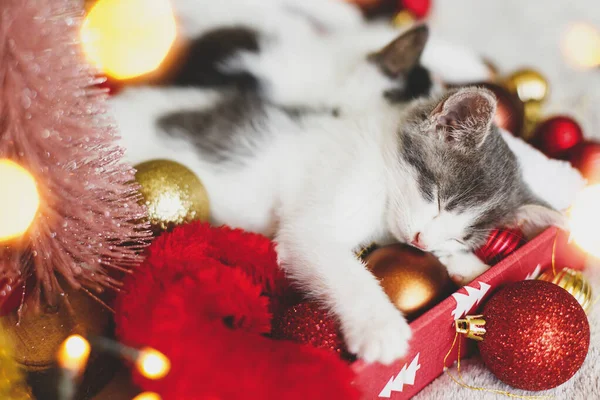 Gatinho Adorável Dormindo Aconchegante Chapéu Papai Noel Com Bugigangas Vermelhas — Fotografia de Stock