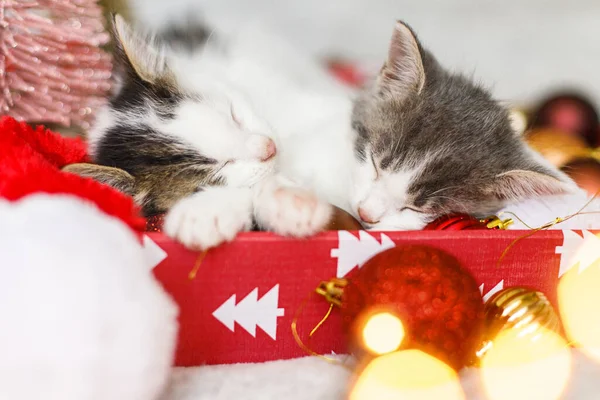 Gatinhos Bonitos Dormindo Chapéu Papai Noel Com Ornamentos Vermelhos Dourados — Fotografia de Stock