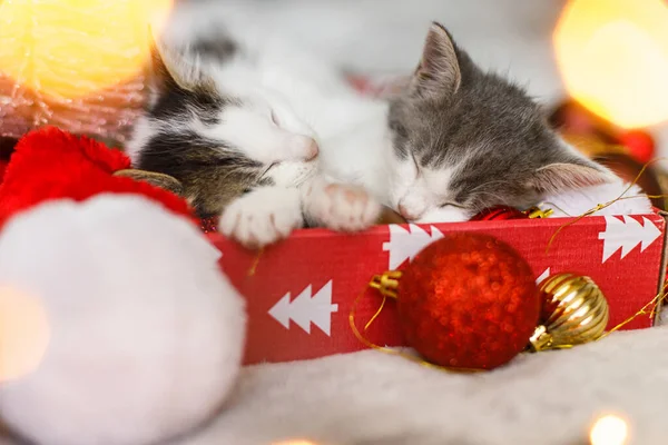 Gatinhos Bonitos Dormindo Chapéu Papai Noel Com Ornamentos Vermelhos Dourados — Fotografia de Stock