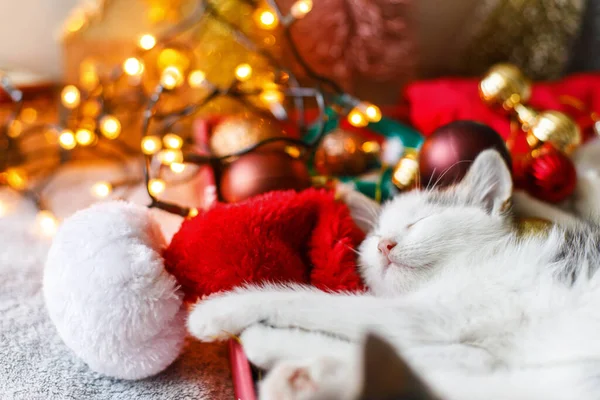 ハッピー ホリデー 温かみのある照明でお祝いの箱に赤と金の装飾が施された居心地の良いサンタの帽子で寝るかわいい子猫 大気の冬の瞬間 — ストック写真