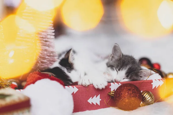 Adorabil Doi Pisoi Care Dorm Pălărie Moș Crăciun Ornamente Roșii — Fotografie, imagine de stoc