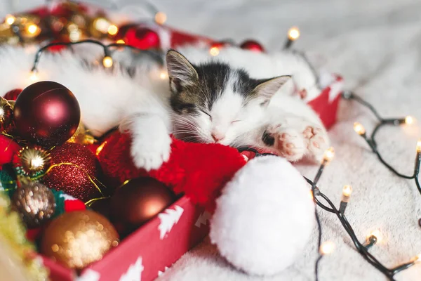 Roztomilé Koťátko Spící Útulném Santa Klobouku Červenými Zlatými Ozdobami Slavnostní — Stock fotografie