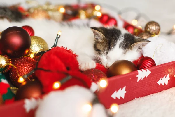 Gatinho Adorável Dormindo Aconchegante Chapéu Papai Noel Com Bugigangas Vermelhas — Fotografia de Stock