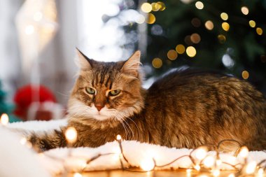 Mutlu Noeller ve mutlu tatiller! Şirin tekir kedi, süslü Noel ağacının altında kırmızı mücevherleri ve altın ışıklarıyla rahat bir battaniyede oturuyor. Hayvan ve kış tatilleri