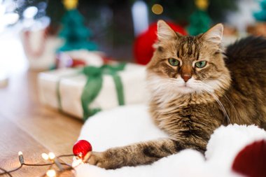 Mutlu Noeller ve mutlu tatiller! Şirin tekir kedi, süslü Noel ağacının altında kırmızı mücevherleri ve altın ışıklarıyla rahat bir battaniyede oturuyor. Hayvan ve kış tatilleri