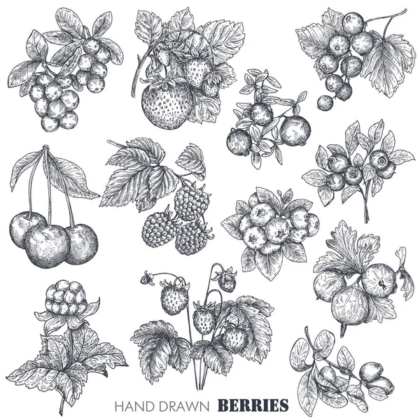 Морошка рисунок для срисовки