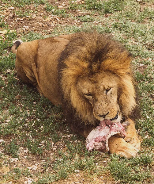 Большой Лев Ест Кусок Мяса Лежащий Лугу — стоковое фото