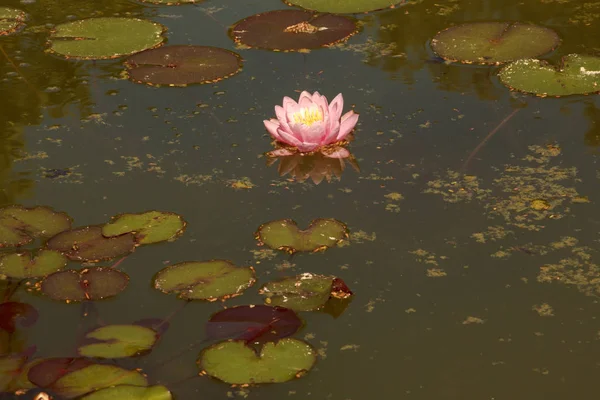 Pink Water Lily Yellow White Middle Leaves Reflected Small Pond — Stock Photo, Image