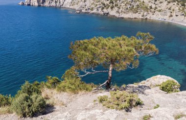 Karadeniz kıyısına yakın dağ taş arasında küçük bir tek çam büyür. Crimea.