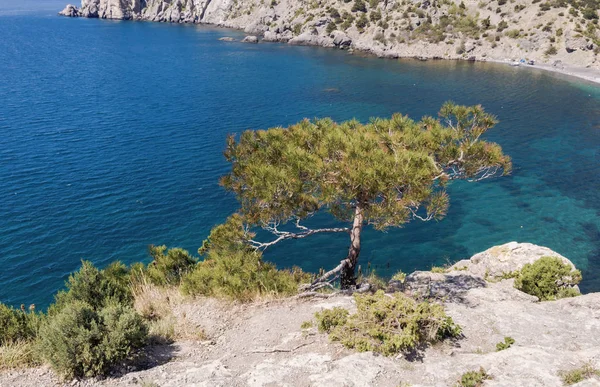 Karadeniz kıyısına yakın dağ taş arasında küçük bir tek çam büyür. Crimea.