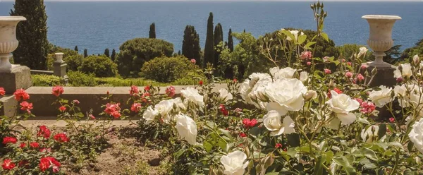 Rose garden of white and red roses on the southern terrace of the Vorontsov Palace.Crimea.