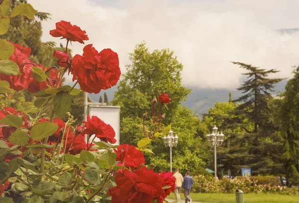 Rosas Vermelhas Decoram Ruas Yalta Primavera Maio República Crimeia — Fotografia de Stock