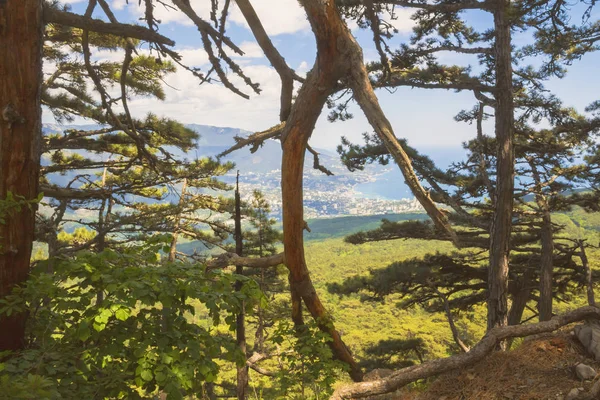 Dağlarda Büyüyen Ağaçlar Şehrin Bir Görünümü Çok Aşağıda Uzanan Kırım — Stok fotoğraf
