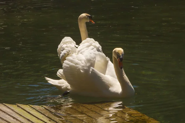 Par Elegantes Cisnes Blancos Nadan Pequeño Estanque Parque —  Fotos de Stock