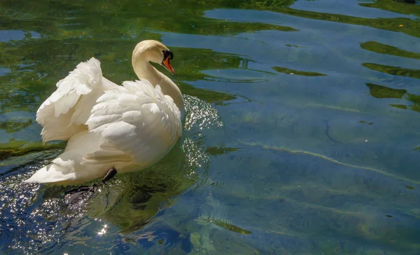 Hermoso Cisne Blanco Flota Sobre Agua Azul Brillante Del Estanque —  Fotos de Stock