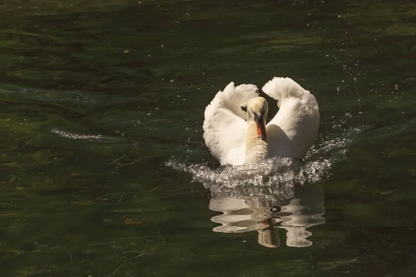 Cisne Blanco Con Pico Rojo Flota Estanque Espumando Agua Reflejado —  Fotos de Stock