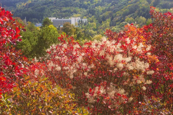 Parlak Kırmızı Çalılar Güz Parkında Çiçek Açan Pislikler Kislovodsky Kuzey — Stok fotoğraf