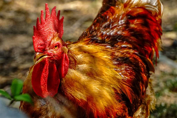 Famous Denizli Rooster Cock close up view — Stock Photo, Image