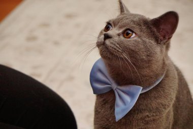 Britanya ile ilgili stenografi kedi gri kürk ve kehribar gözlü yakın bakış