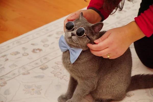 Britânico Gato Shorthair Com Pele Cinza Olhos Âmbar Vista Perto — Fotografia de Stock