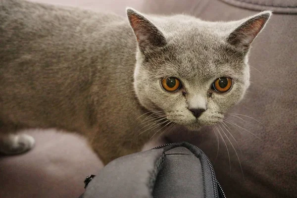 Británico Taquigrafía Gato Con Gris Piel Ámbar Ojos Cerrar Vista — Foto de Stock