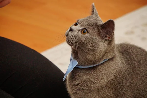 灰色の毛皮琥珀色の目とブリティッシュショートヘアの猫のクローズ アップ表示 — ストック写真
