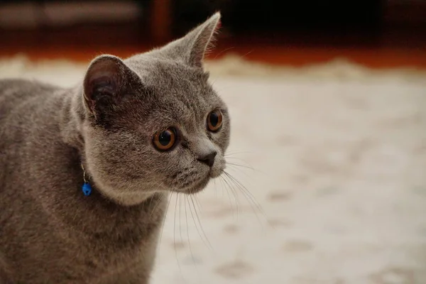Britská Krátkosrstá Kočka Šedou Srst Jantarové Oči Zavřít Zobrazení — Stock fotografie