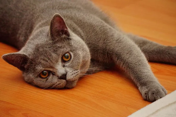 Brittiskt Korthår Katt Med Grå Päls Och Gula Ögon Närbild — Stockfoto