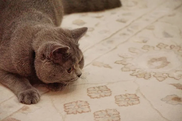 灰色の毛皮と琥珀色の目を持つ英国のショートヘア猫は コピースペースでビューを閉じます — ストック写真