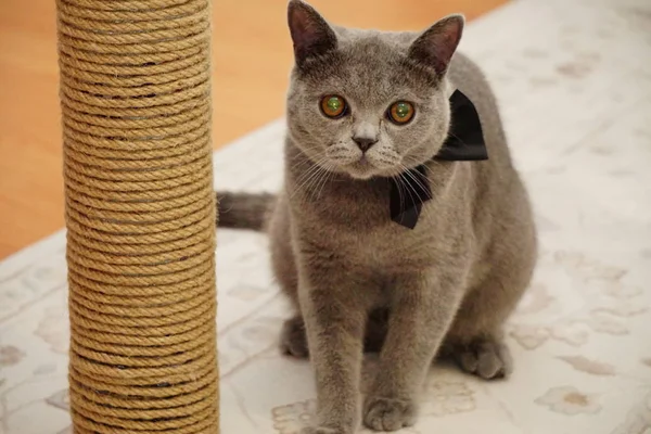 Británico Taquigrafía Gato Con Gris Piel Ámbar Ojos Cerrar Vista — Foto de Stock