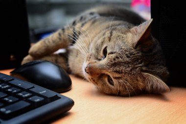 Bilgisayar klavyesi tarafından döşenen kedi yakından bakmaktan sıkılmış görünüyor