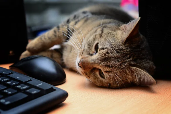 Cat Laying Computer Keyboard Looking Bored Close View — Stock Photo, Image