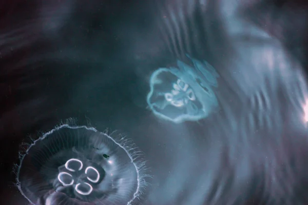 Medusae Gelé Fisk Havet Närbild View — Stockfoto