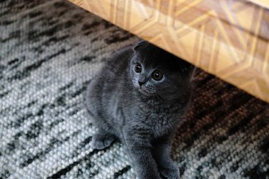 Gri kanepe samimi görüntüler evde İngiliz kat Kitten