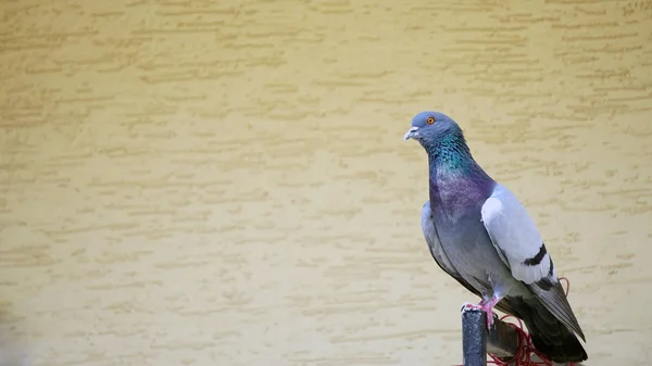 Pigeon Sitting Railing Copyspace Side — Stock Photo, Image