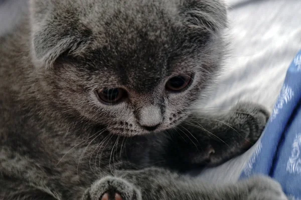 Gri Kanepe Samimi Görüntüler Evde Ngiliz Kat Kitten — Stok fotoğraf