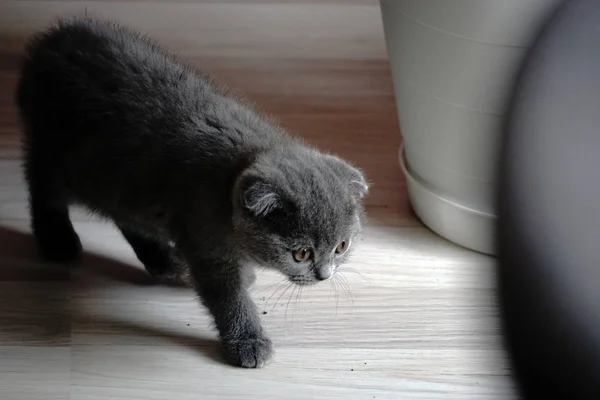 British Fold Kitten Home Grey Couch Candid Images — Stock Photo, Image