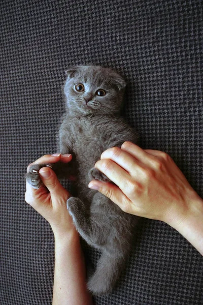 英国折叠小猫在家里灰色沙发坦率的图像 — 图库照片