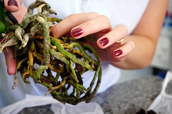 Kadın elinde kökleri ile orkide repotting