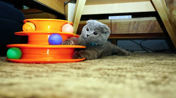 Bonito Escocês Dobra Gatinho Brincando Com Bolas Imagem Sincero — Fotografia de Stock