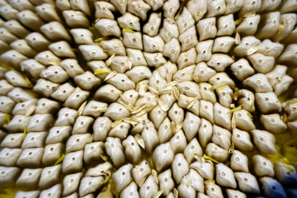 Organik Ayçiçeği Tohum Yakın Görünümü — Stok fotoğraf