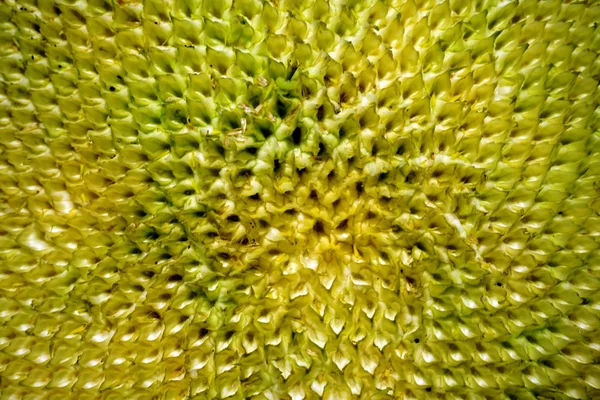 Bio Sonnenblumen Und Samen Aus Nächster Nähe — Stockfoto