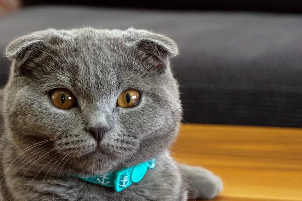 Bonito Escocês Dobra Gato Olhando Para Câmera Perto Para Cima — Fotografia de Stock