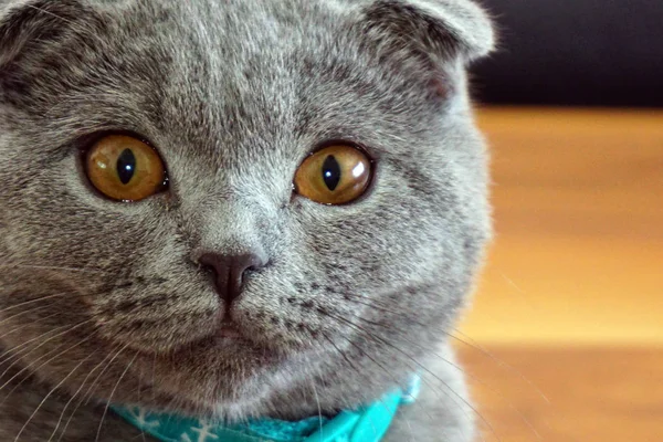 Ładny Szkocki Krotnie Kot Patrząc Aparat Fotograficzny Zamknąć Górę Widok — Zdjęcie stockowe